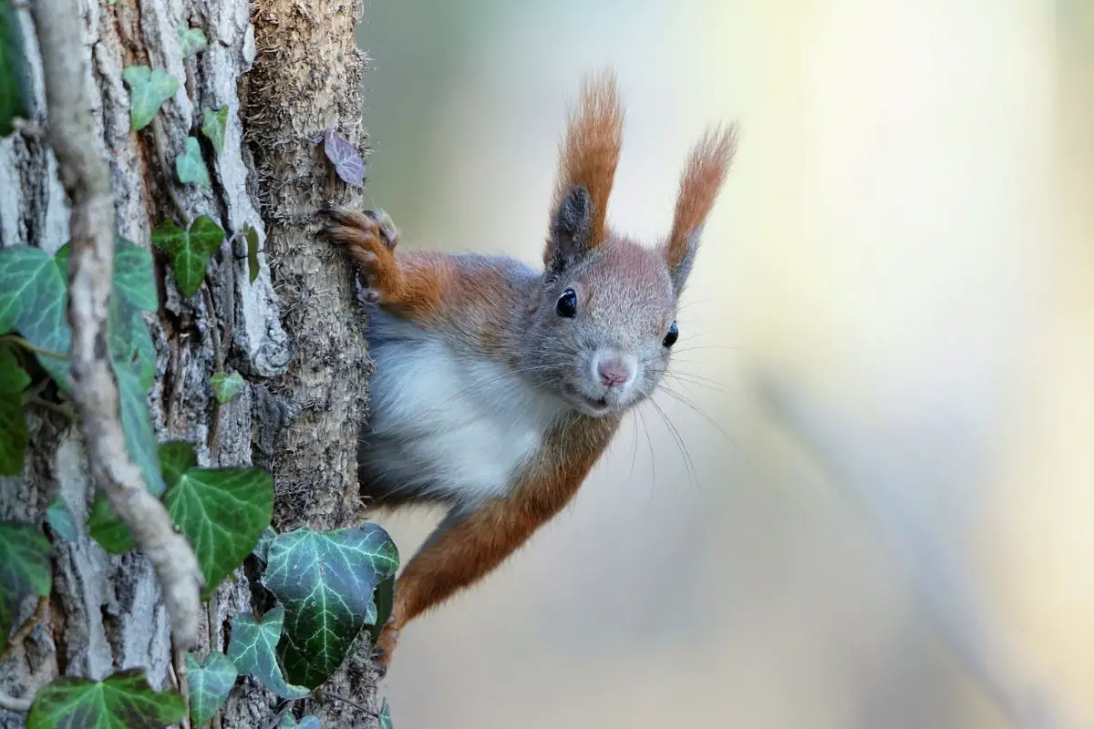 Squirrel hiding in the tree