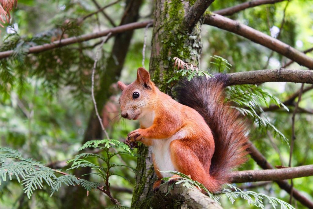 Are There Squirrels in Hawaii? (Island Wildlife) Hawaii Bird Guide