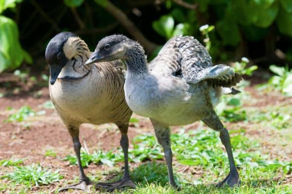 Adult and young Nene