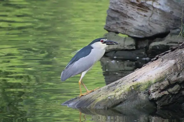 Black-crowned night-eron standing on a rock in a pond