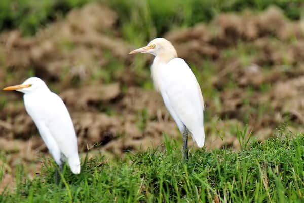 two cattle egrets standing in a field