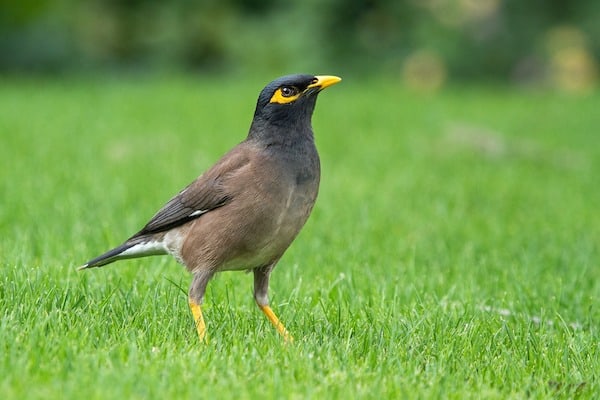 common myna standing on a lawn