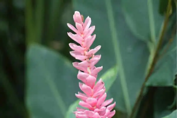 Ginger flower