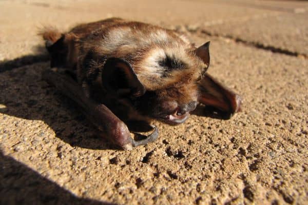 Hawaiian hoary bat on ground
