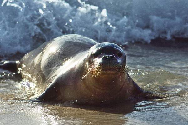 Hawaiian monk seal coming out of water