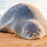 Hawaiian monk seal resting