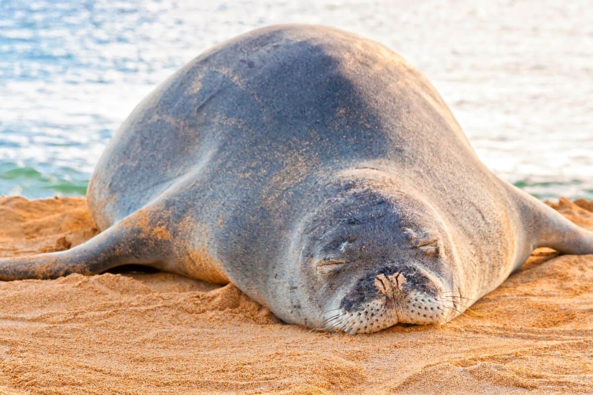Hawaiian monk seal resting