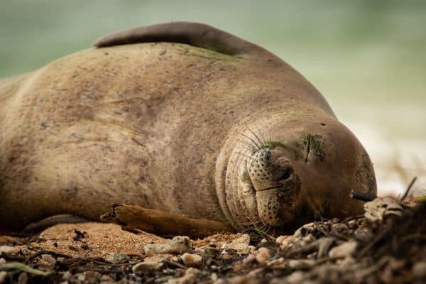 Hawaiian monk seal sleeping