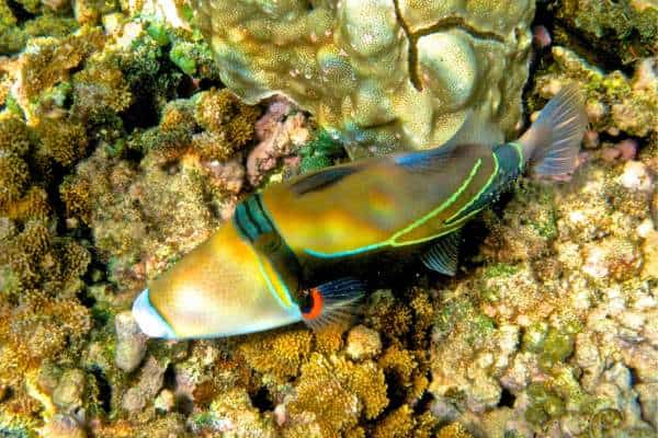 Hawaiian reef triggerfish