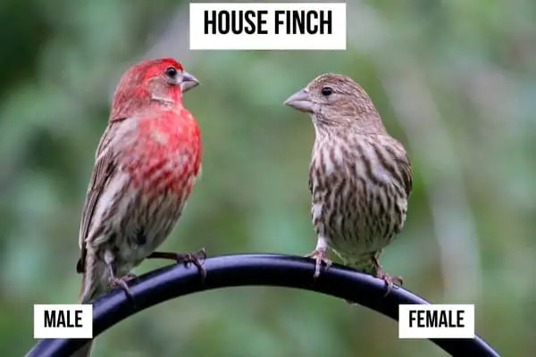 male and female house finch comparison
