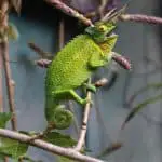 Jackson's chameleon in the Island of Hawaii