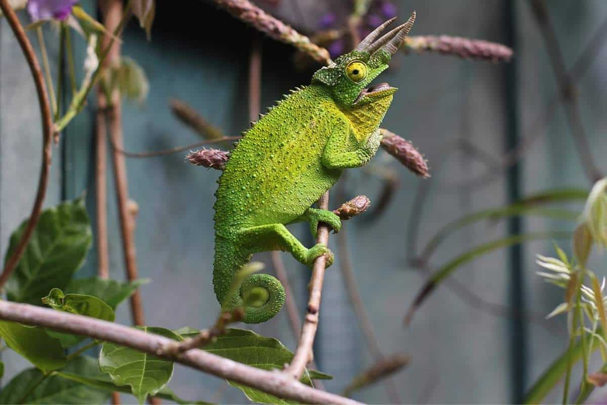 Jackson's chameleon in the Island of Hawaii