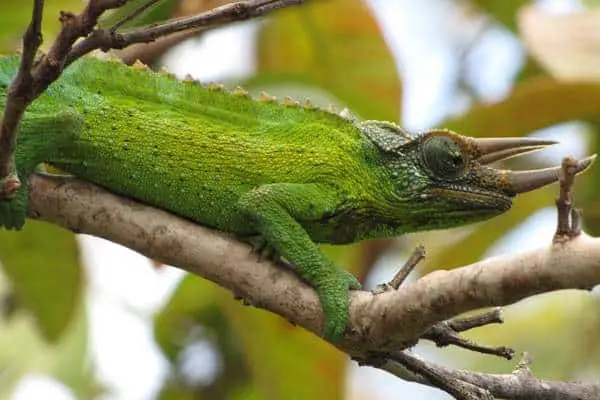 Jackson's chameleon on branches