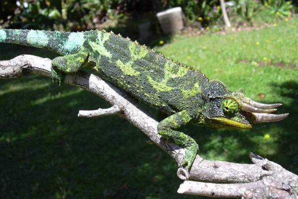 Jackson's chameleon on tree branch at Maui, Hawaii