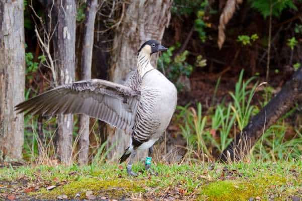 Nene goose - Hawaii State bird