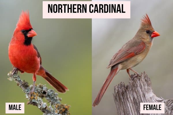 northern cardinal male and female comparison