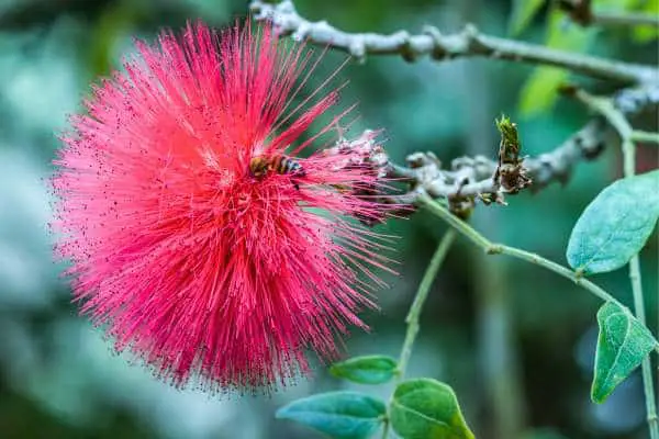 Ohia lehua flower
