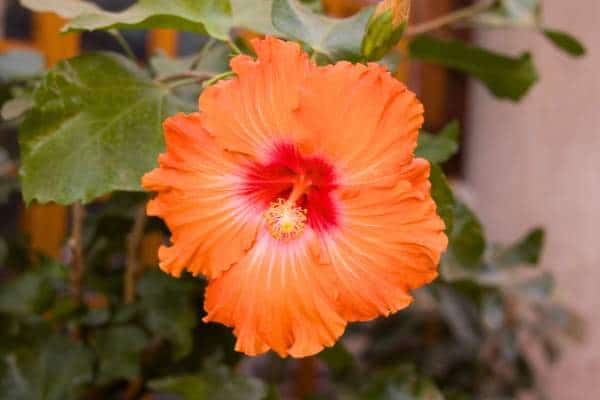 Orange hibiscus flower