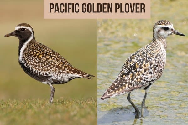 Pacific golden-plover