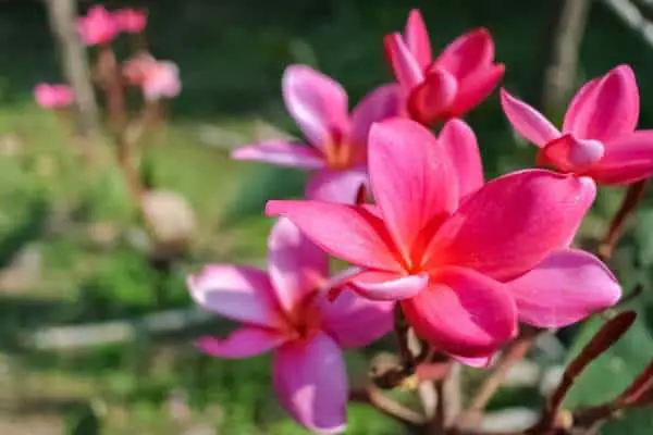 Pink plumeria flowers