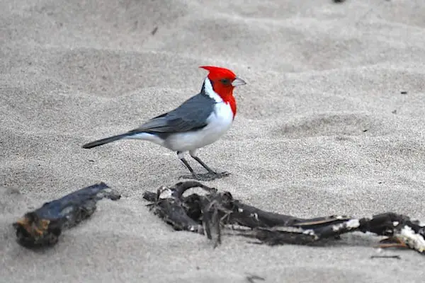 red-crested cardinal standing on the beach