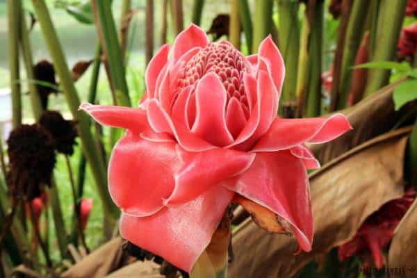 Red ginger torch flower