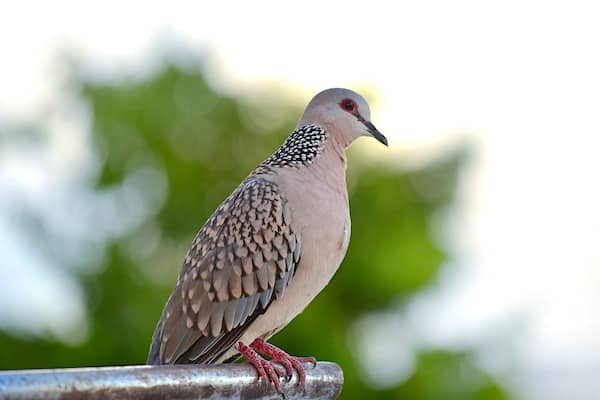 spotted dove perched on metal bar
