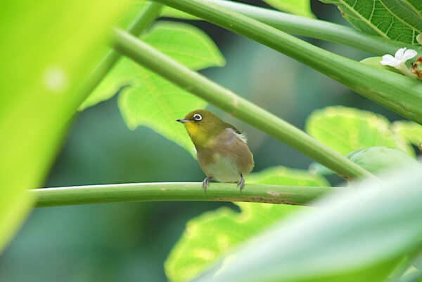 warbling white-eye perched on plant stem