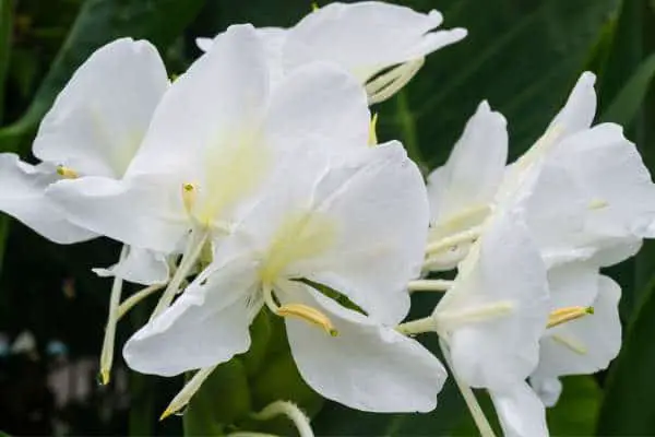 White ginger flowers
