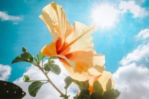 25 Common Types of Flowers in Hawaii (Pictures) - Hawaii Bird Guide