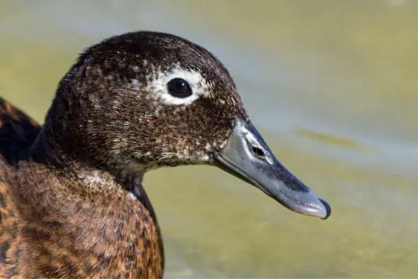 Adult female laysan duck