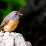 Birds in hawaii