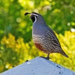 California quail perched