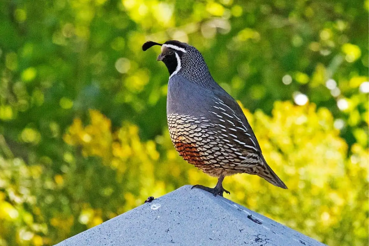 California quail perched