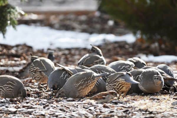 California quails foraging