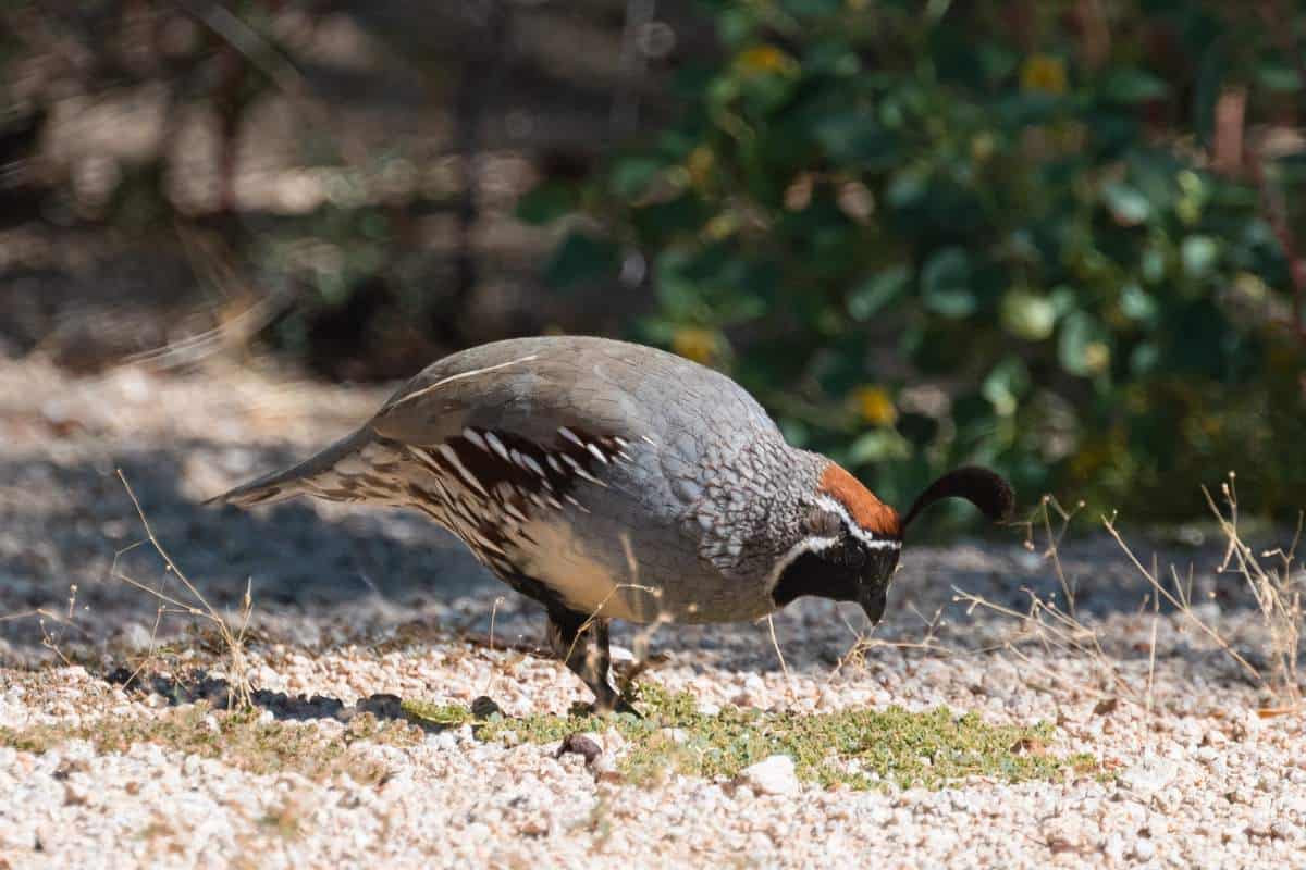Gambel's quail foraging