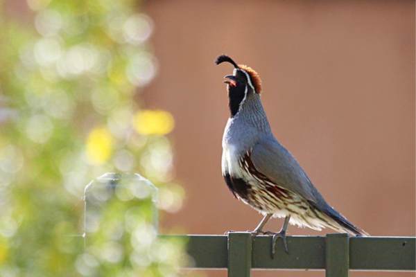 Gambel's quail perched on the fence