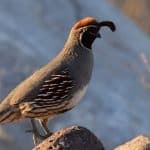 Gambel's quail standing on a rock