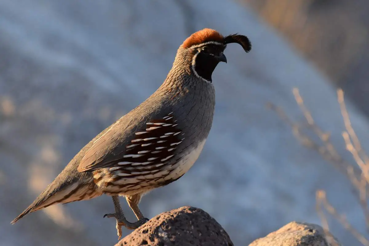 Gambel's quail standing on a rock