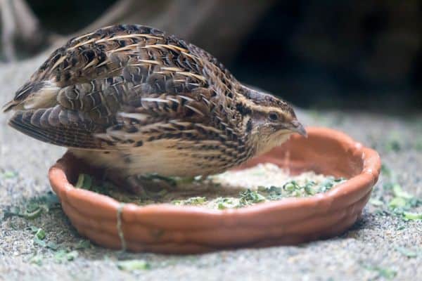 Japanese quail feeding