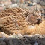 Japanese quail resting