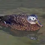 Laysan duck on the water