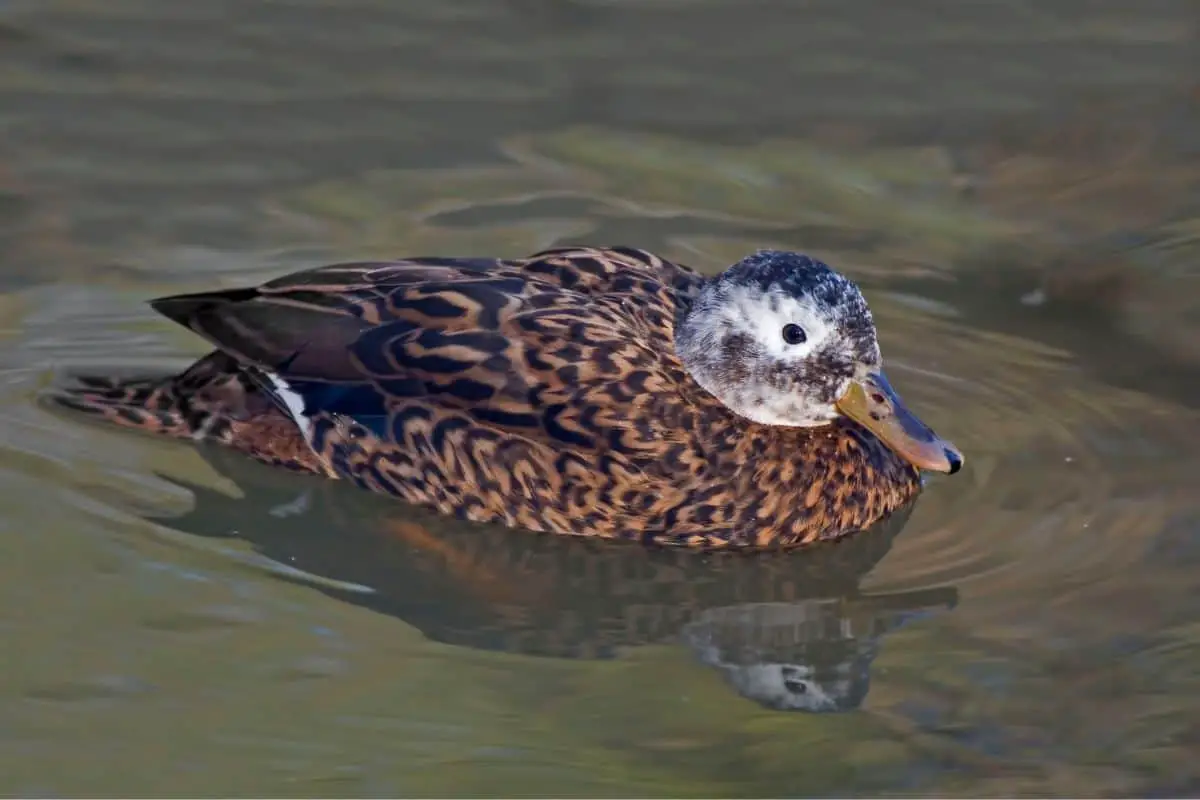 Laysan duck on the water