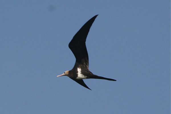 Lesser frigatebird in flight