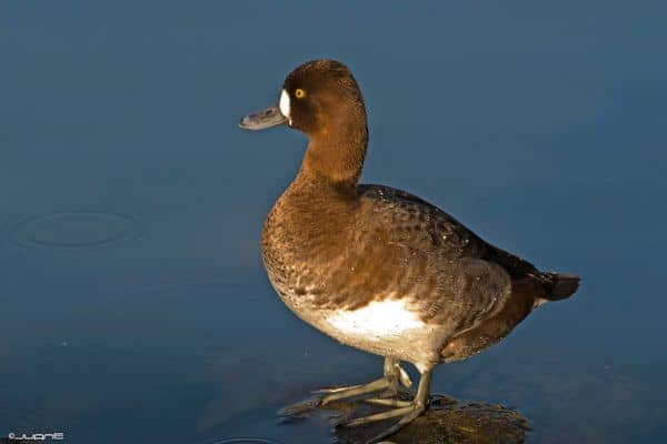 Lesser scaup standing