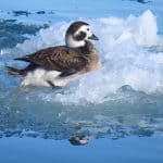 Long-tailed duck in winter