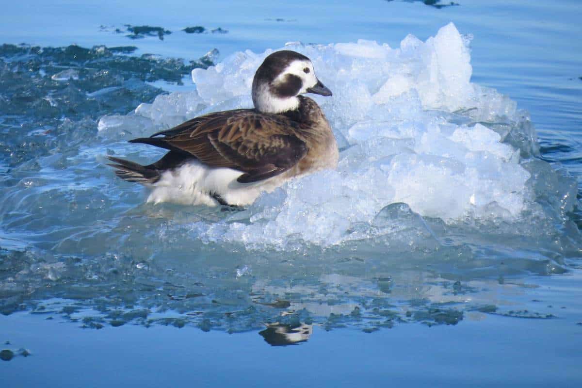 Long-tailed duck in winter