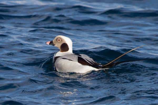 Long-tailed duck swimming
