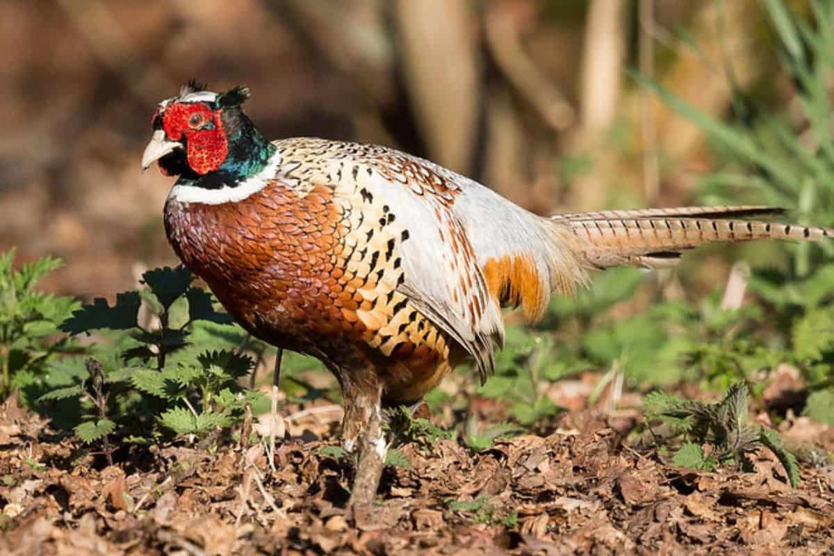 Male ring-necked pheasant