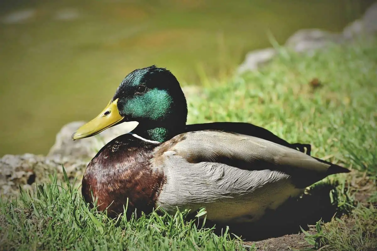 Mallard duck resting